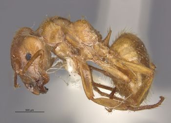 Media type: image;   Entomology 28189 Aspect: habitus lateral view
